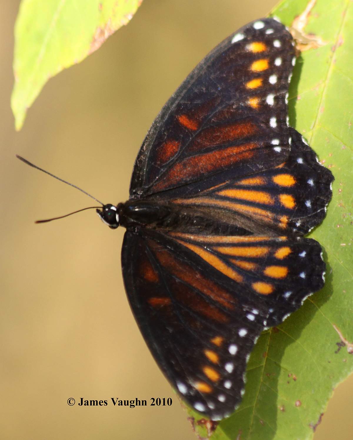 Limenitis arthemis astyanax (hyrid with archippus 8.16.2010, Stoddard Co., MO, live 3) (Internet Image property of respective owner, non-commercial use only)